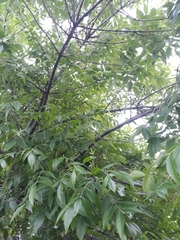 Fraxinus latifolia
