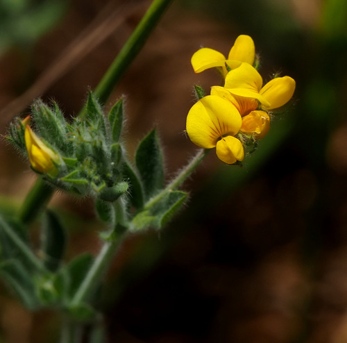Lotus palustris