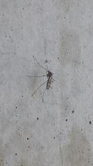 Culiseta incidens