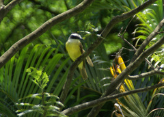 Pitangus sulphuratus
