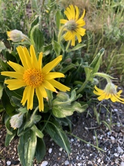 Arnica griscomii