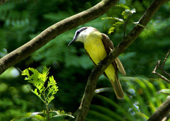 Pitangus sulphuratus