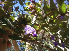 Bowdichia virgilioides