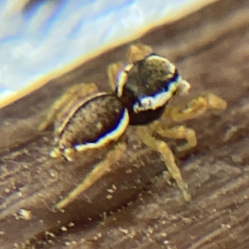Pelegrina sabinema photo 2