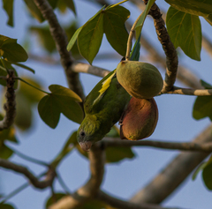 Brotogeris versicolurus