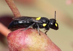Hylaeus honestus