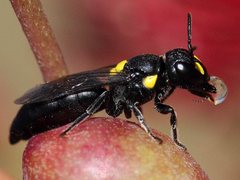 Hylaeus honestus