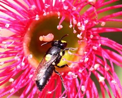 Hylaeus honestus