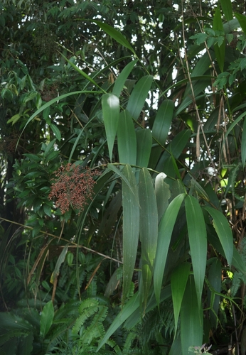 Joinvillea borneensis observed 2024-07-06