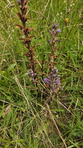 Image of Phelipanche purpurea by (c) Michel Frisch, some rights reserved (CC BY)
