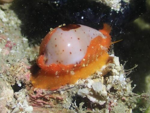 Cypraea siasiensis, 2024-07-06