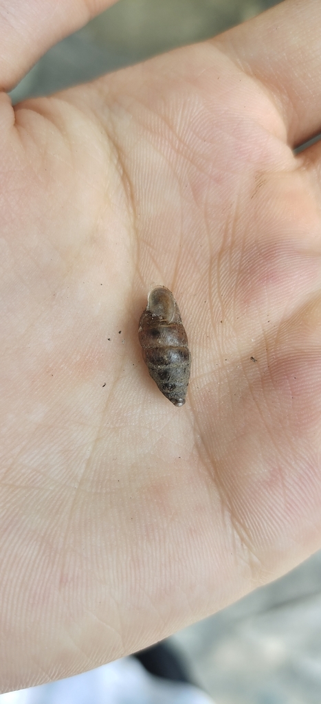 Mirus alboreflexus