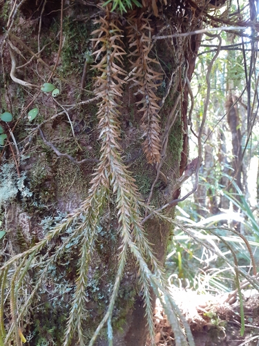 Image of Phlegmariurus billardierei by (c) Angus Campbell, some rights reserved (CC BY)