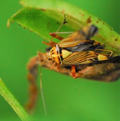 Rhabdomiris striatellus