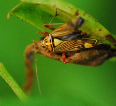 Rhabdomiris striatellus