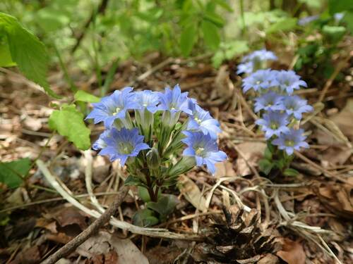 Image of Gentiana zollingeri by no rights reserved