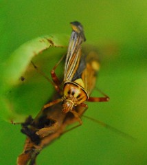 Rhabdomiris striatellus