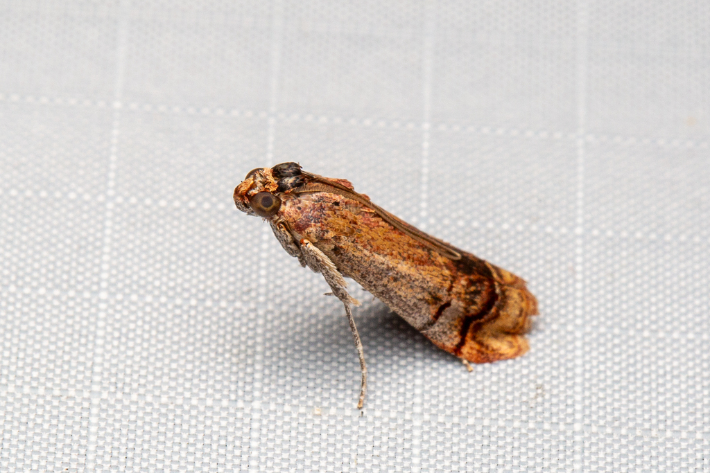Nonambesa