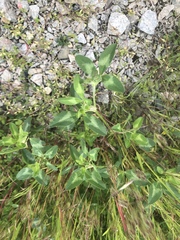 Trifolium pratense