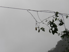 Passiflora tarminiana image