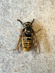 Temnostoma excentrica