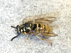 Temnostoma excentrica