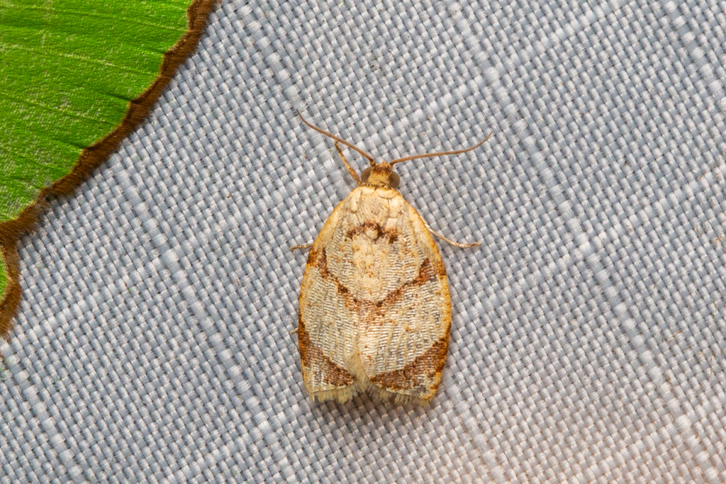 Adoxophyes moderatana