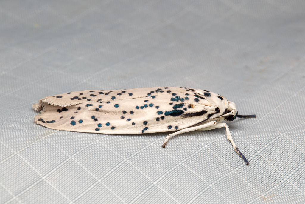 Nosymna macrorrhyncha