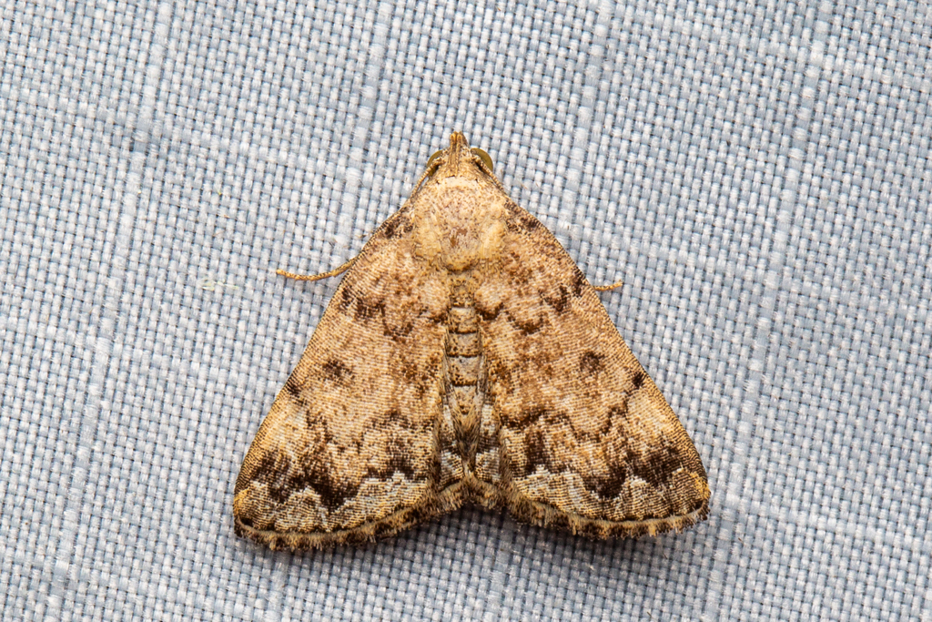 Polypogon wordsworthi