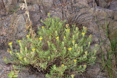 Image of Stiffleaf False Goldenaster (Heterotheca stenophylla) by (c) Michelle W. （鍾偉瑋）, some rights reserved (CC BY)