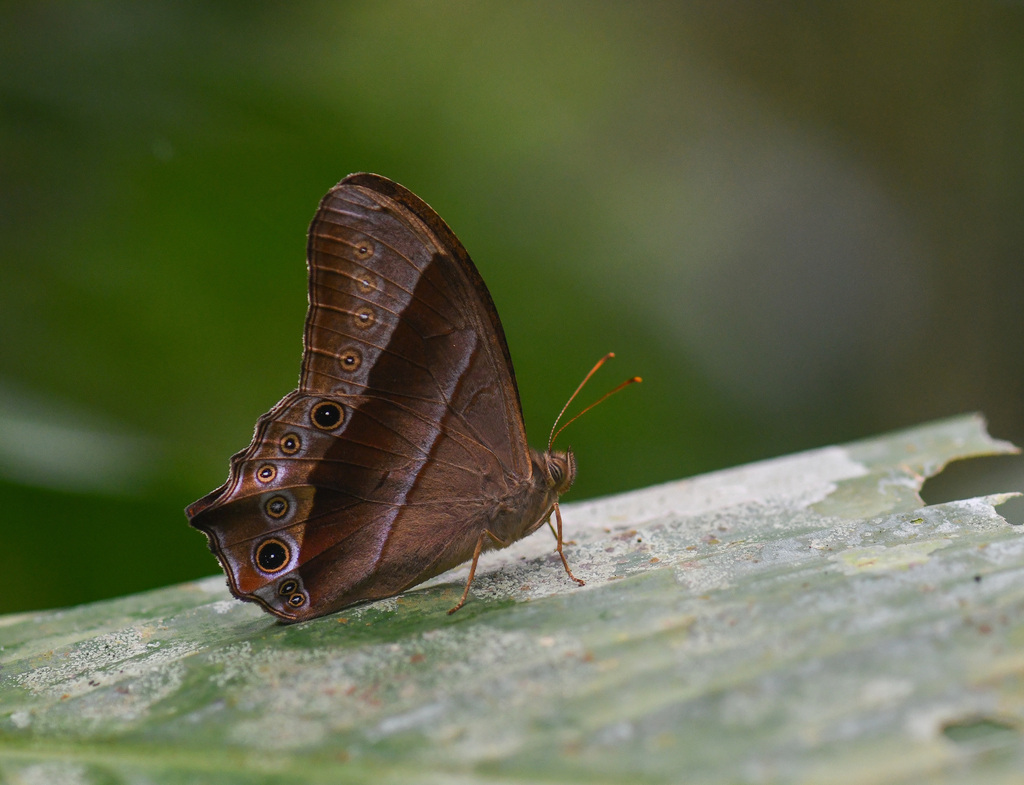 Black Forester