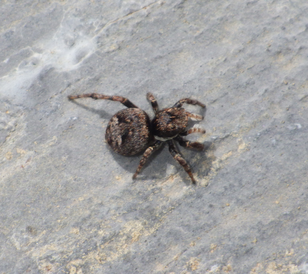 Sittisax saxicola