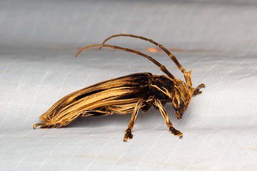 Xylorhiza adusta (Wiedemann, 1819)