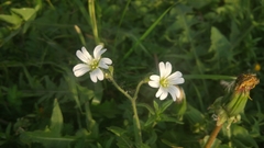 Cerastium arvense