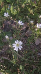 Cerastium arvense
