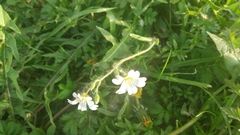 Cerastium arvense