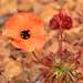 Drosera barbigera - Photo (c) Jean and Fred, some rights reserved (CC BY)