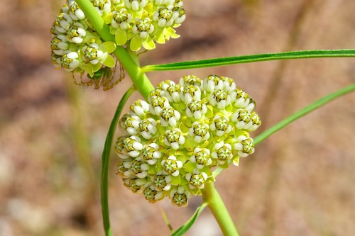 Image of Engelmann's milkweed by (c) Michelle W. （鍾偉瑋）, some rights reserved (CC BY)
