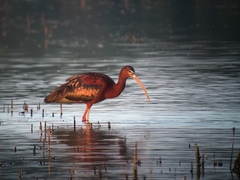 Plegadis chihi × Plegadis falcinellus