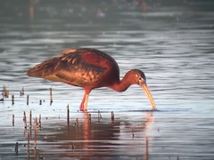 Plegadis chihi × Plegadis falcinellus