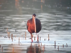 Plegadis chihi × Plegadis falcinellus