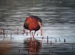 Plegadis chihi × Plegadis falcinellus