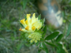 Anthyllis vulneraria polyphylla