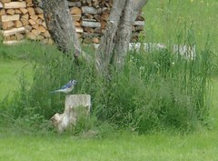 Cyanocitta cristata image