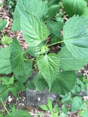 Phryma
