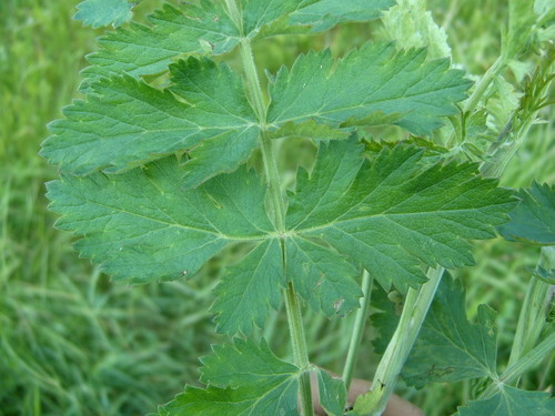Pimpinella saxifraga ssp. nigra