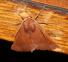 Drepanogynis cnephaeogramma