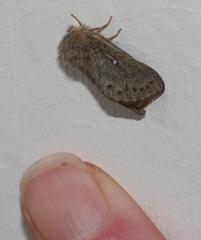 Bombycopsis tephrobaphes