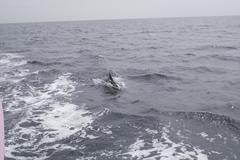 Delphinus