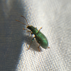 Phyllobius argentatus